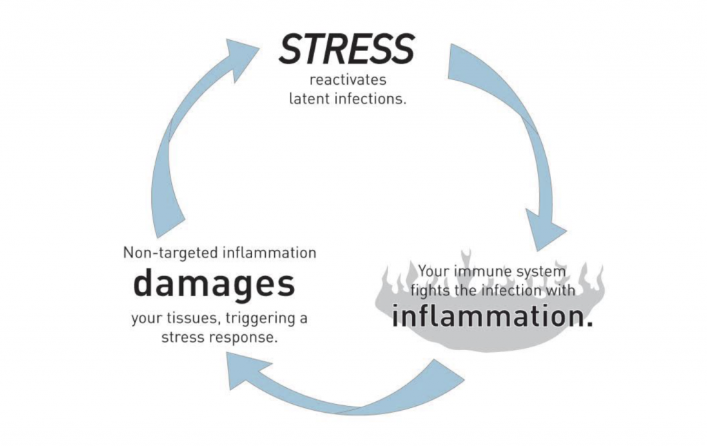 stress and hormones